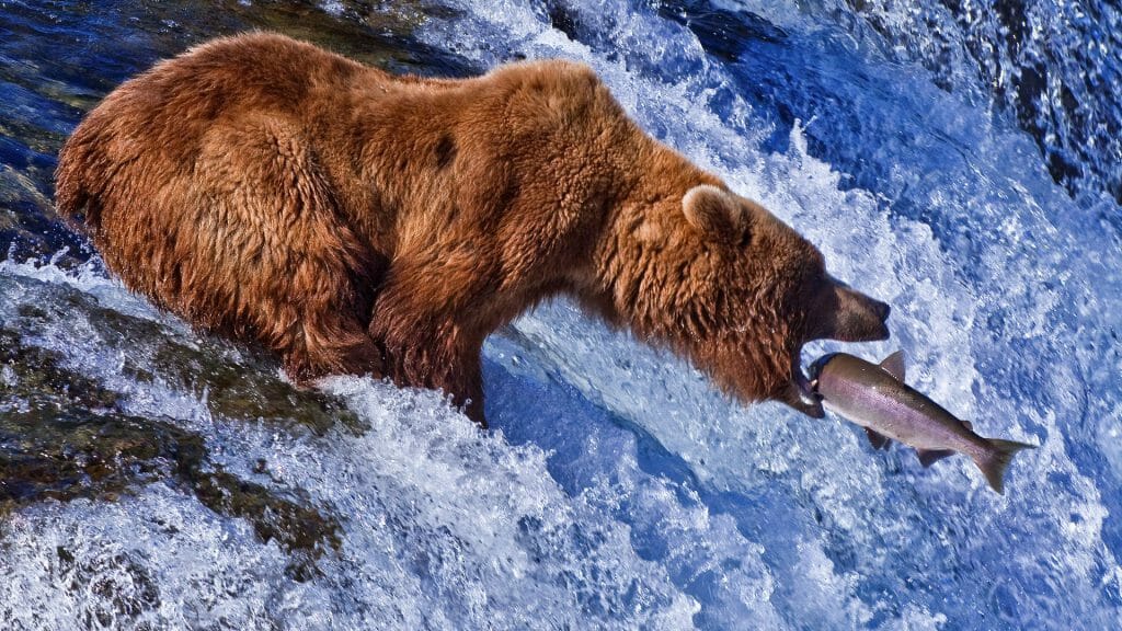 Grizly Bears, Katmai National Park, Alaska, USA