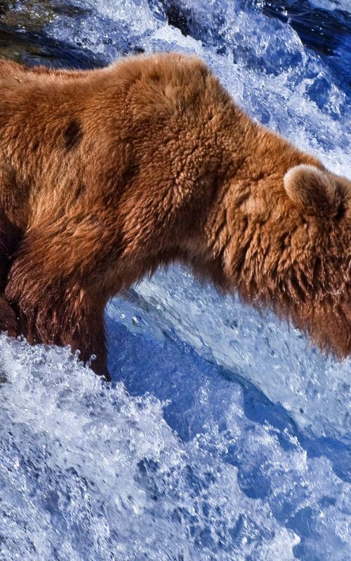 The Best Time to Visit Alaska When to go Steppes Travel