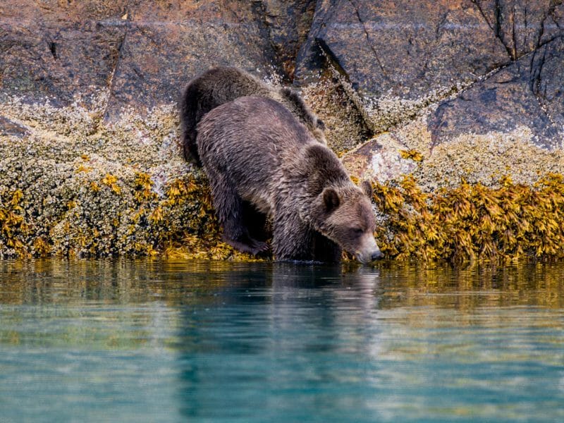 Grizzly Bear, Canada