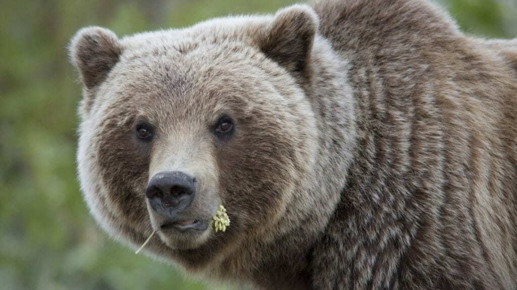 Grizzly Bear eating a flower, Yukon, Canada