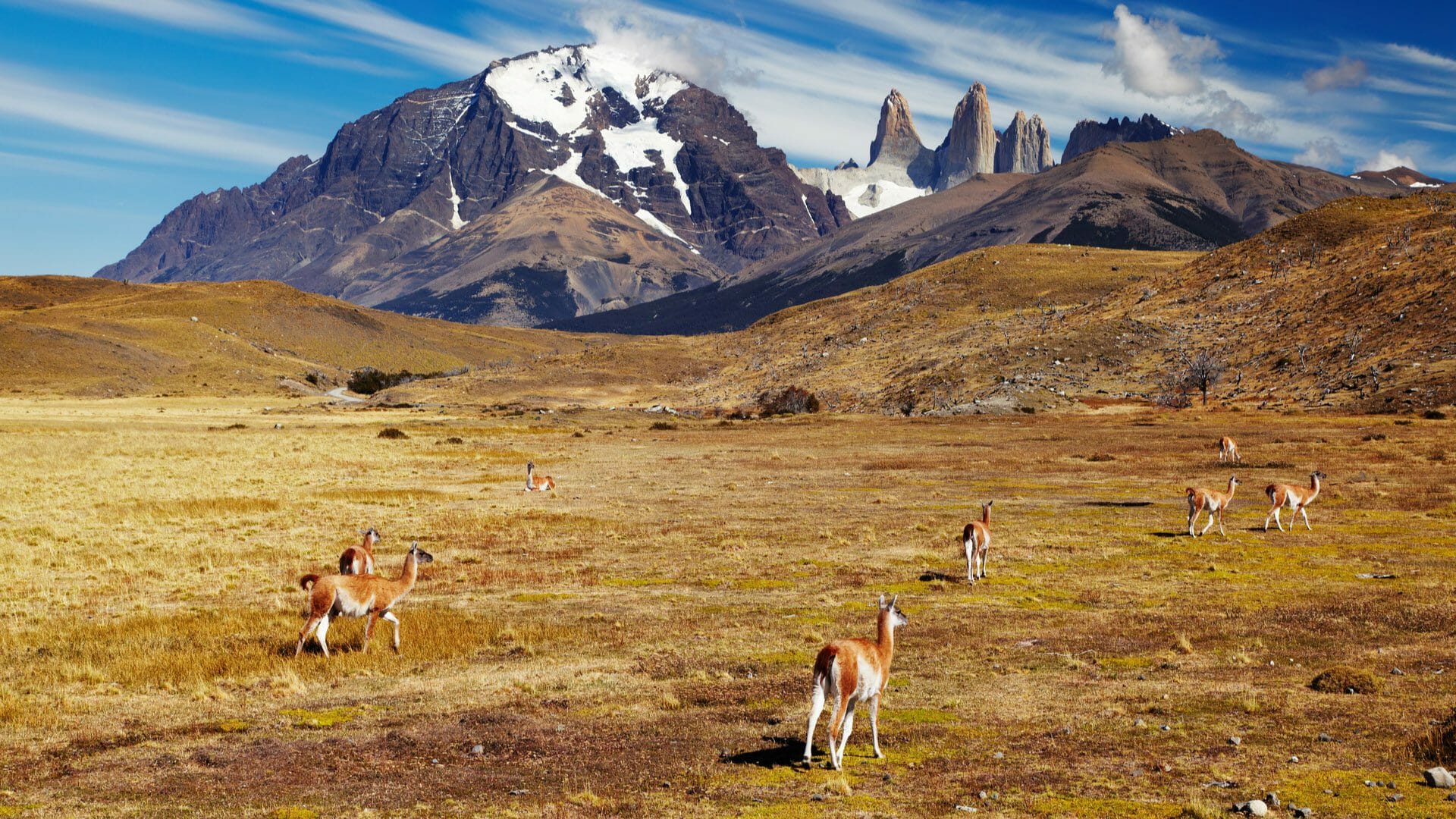 Guanacos, Patagonia, Chile