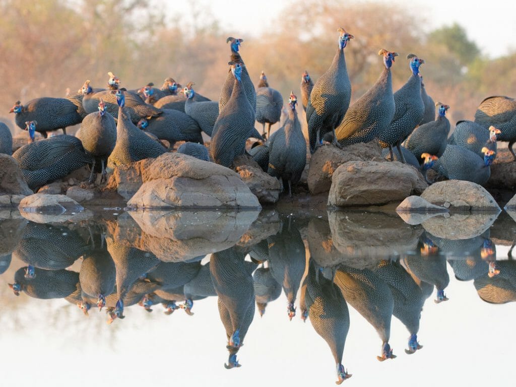 Guineafowl, Mashatu Game Reserve, Botswana