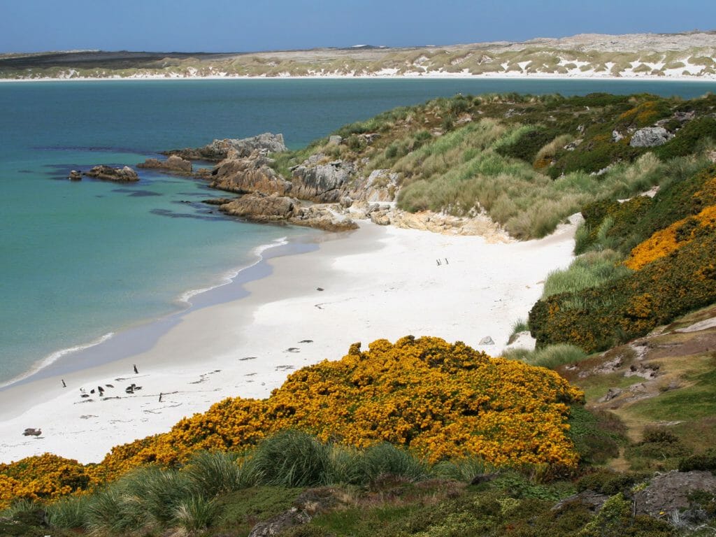 Gypsy Cove, Falkland Islands