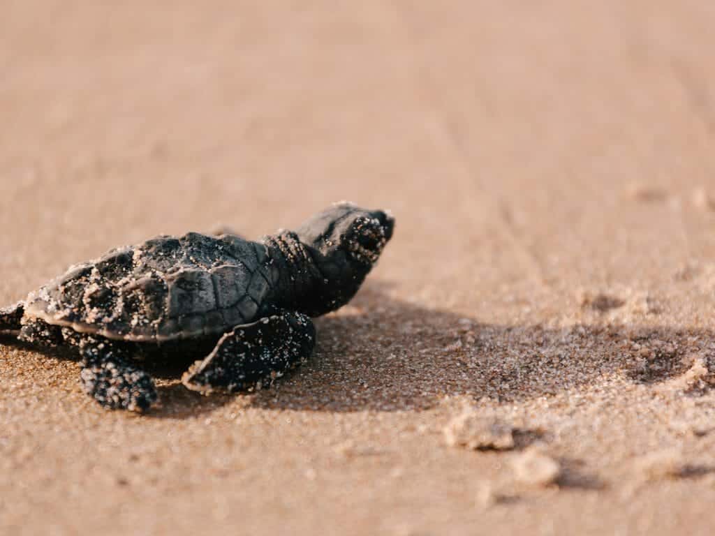 Hawksbill Turtle, Brazil