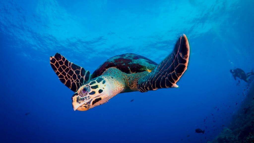 Underwater shot, bright blue water with turtle swimming.