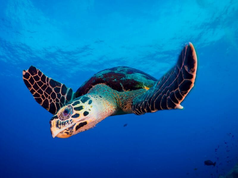 Underwater shot, bright blue water with turtle swimming.