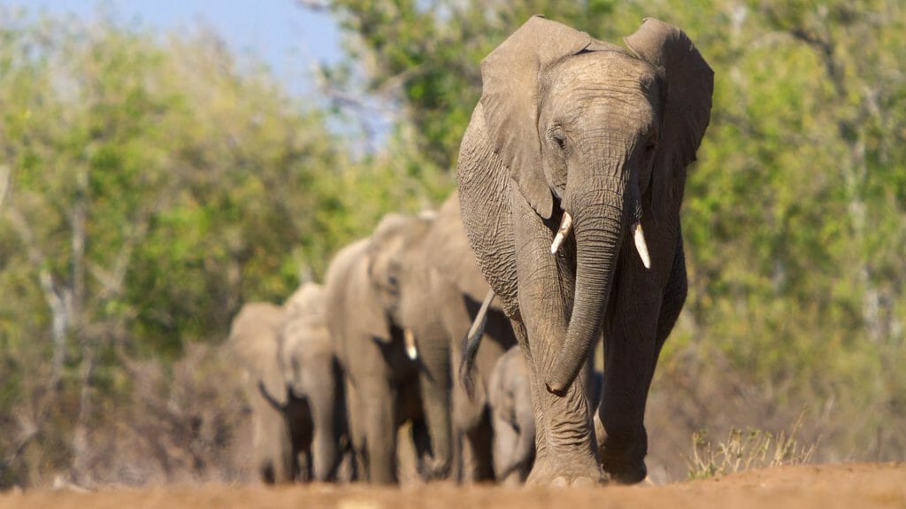 Herd of Elephants, Selinda, Botswana