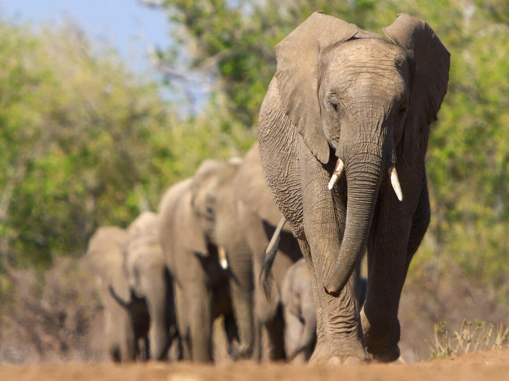Herd of Elephants, Selinda, Botswana