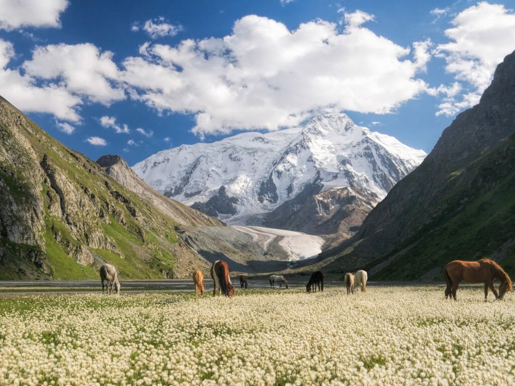 Herd of horses grazing in picturesque mountains in Kyrgyzstan
