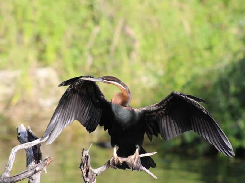 Heron fishing, Okavango Delta, Botswana