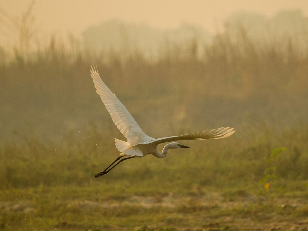 heron type bird flying at the chitwan national park