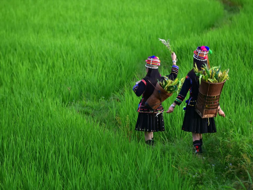 Back of two young hill tribe girls walking through long deep green grass.