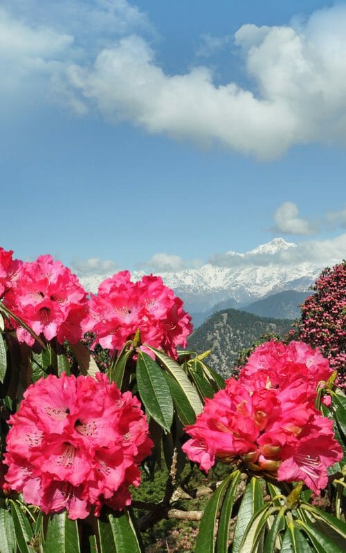 Himalayan Mountains, Kumaon, India