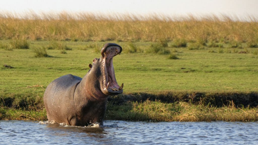 Hippo standing in river, Chobe National Park, Botswana