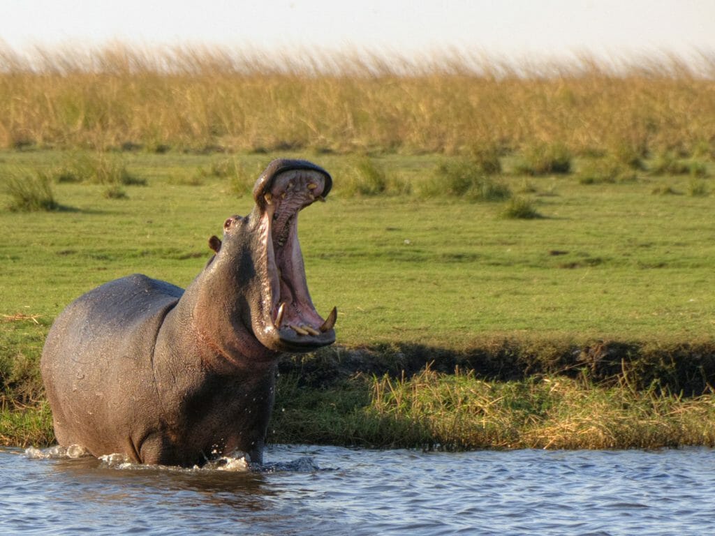 Hippo standing in river, Chobe National Park, Botswana