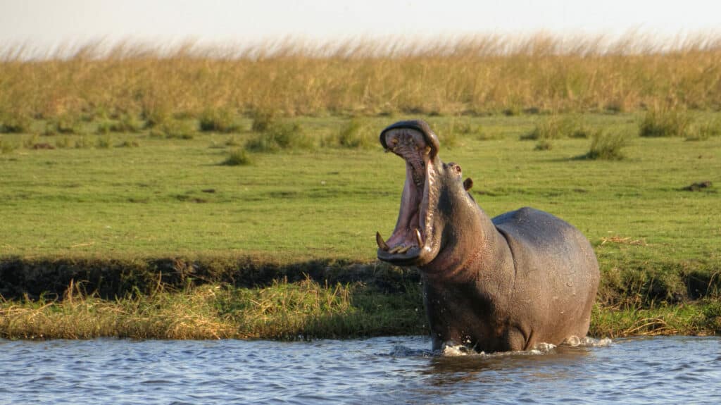 Hippo standing in river, Chobe National Park, Botswana