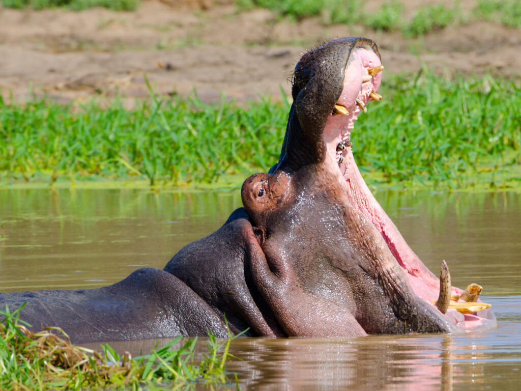 Hippo yawning, Kruger National Park, South Africa
