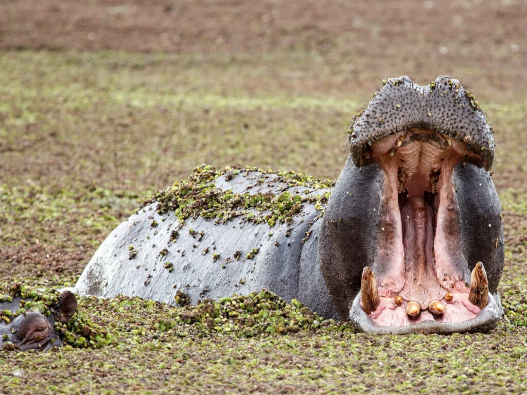 Hippopotamus in Okavango Delta Moremi National Park, Okavango Delta, Botswana