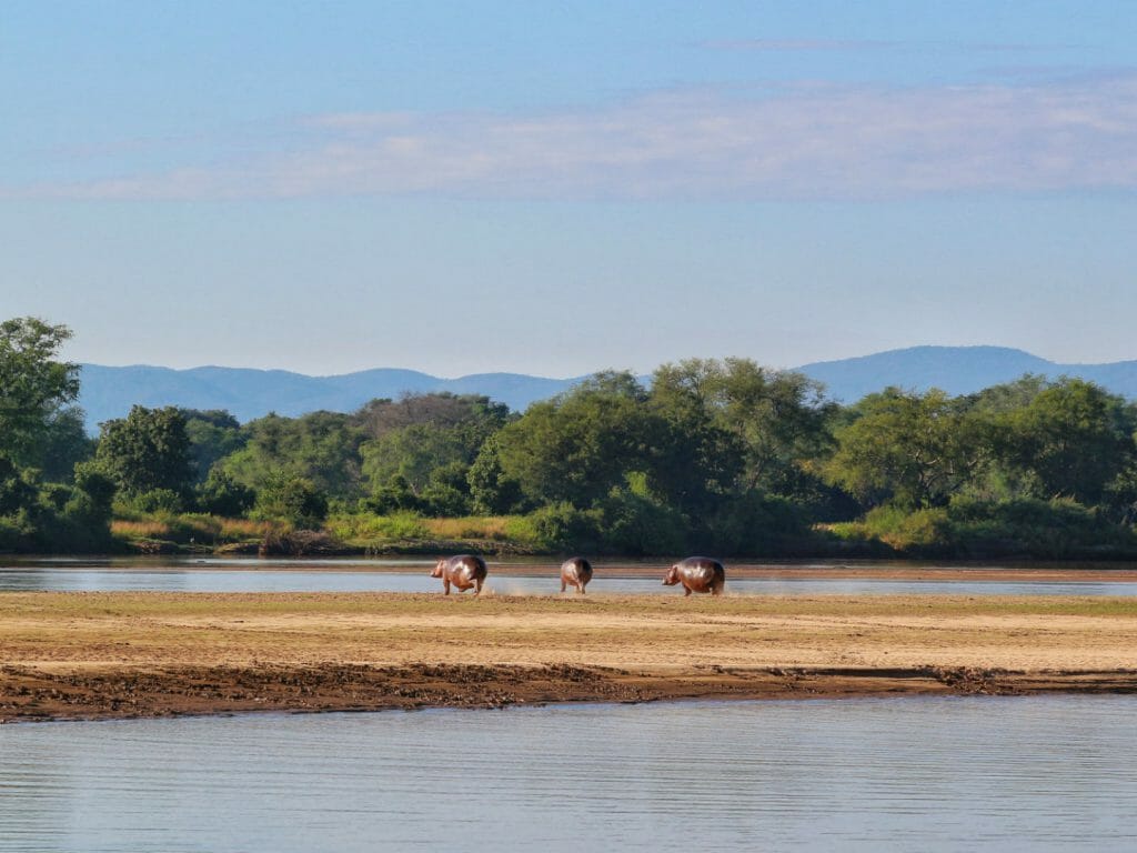 Hippos, South Luangwa, Zambia