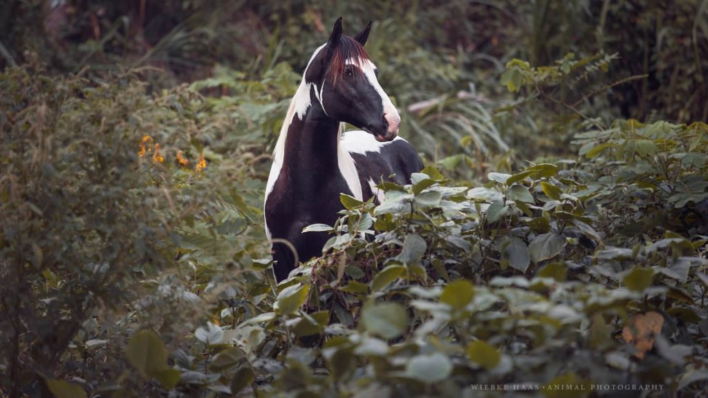 Horse, Hacienda La Danesa, Guayaquil, Ecuador