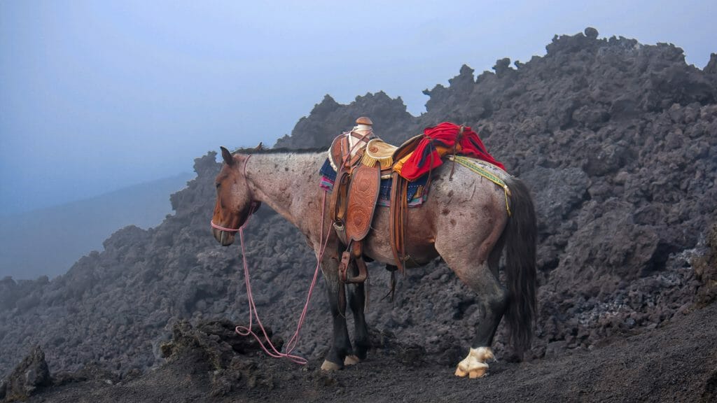Horse on Pacaya Volcano, Guatemala