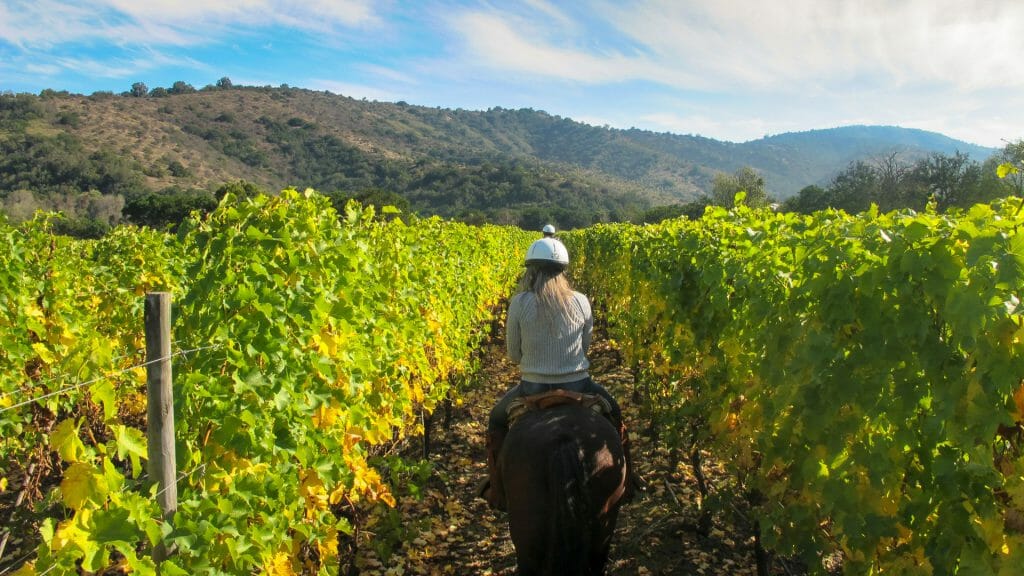 Horse riding, Winelands, Chile
