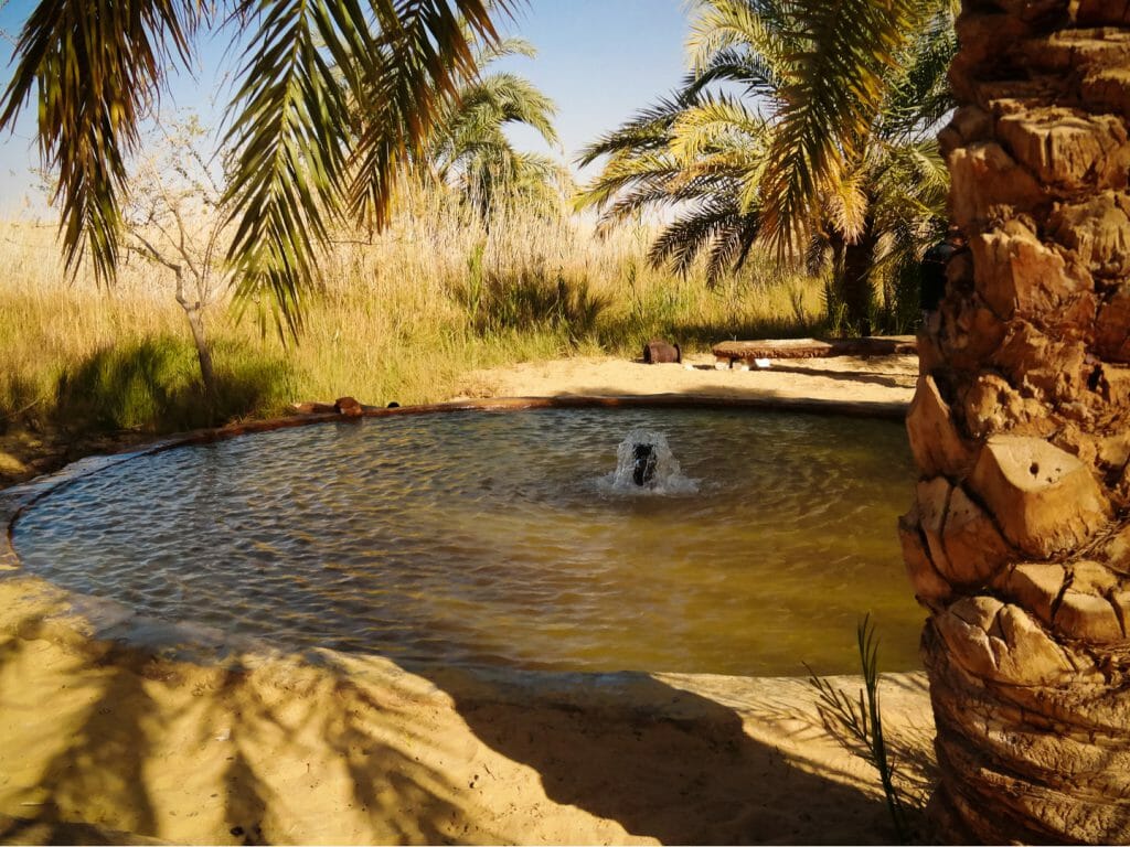 Hot Springs, Siwa Oasis, Egypt