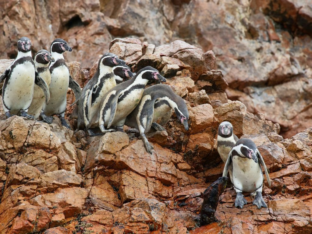 Humboldt Penguins, Ballestas islands, Peru