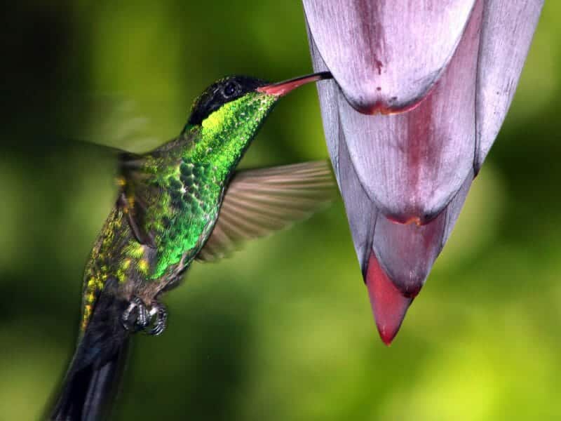 Hummingbird in Rockland Estate