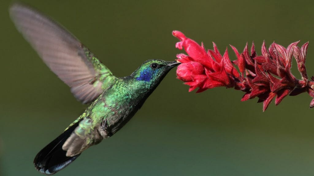 Hummingbird, Chiriqui, Panama