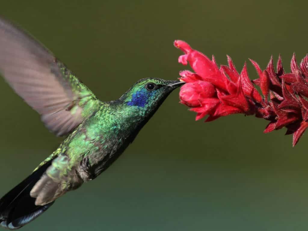Hummingbird, Chiriqui, Panama