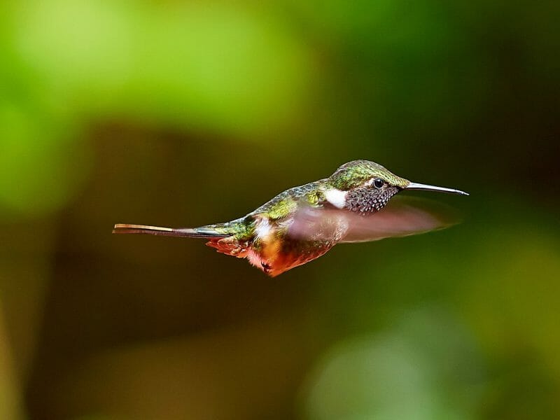 Hummingbird