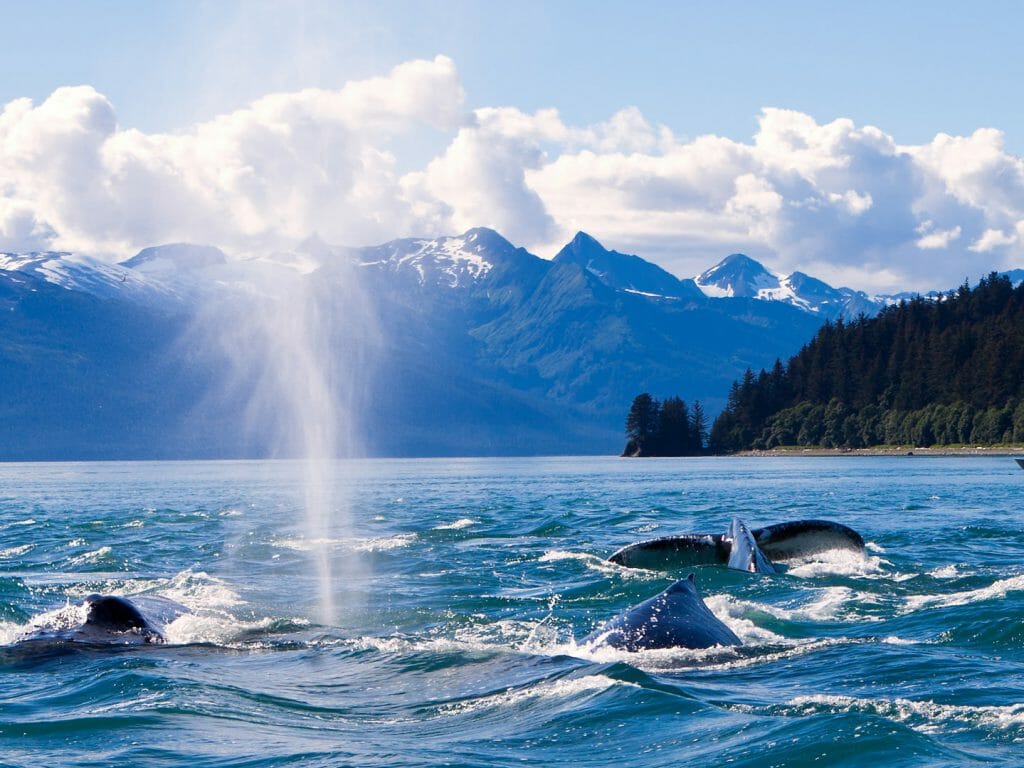 Humpaback Whales in Juneau, Alaska, USA