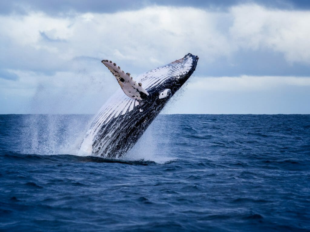 Humpback whale jumping out of the water in Australia