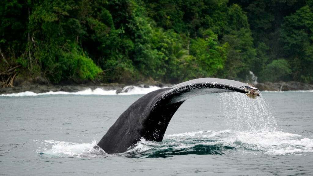 Humpback Whale, Bahia Solano, Colombia