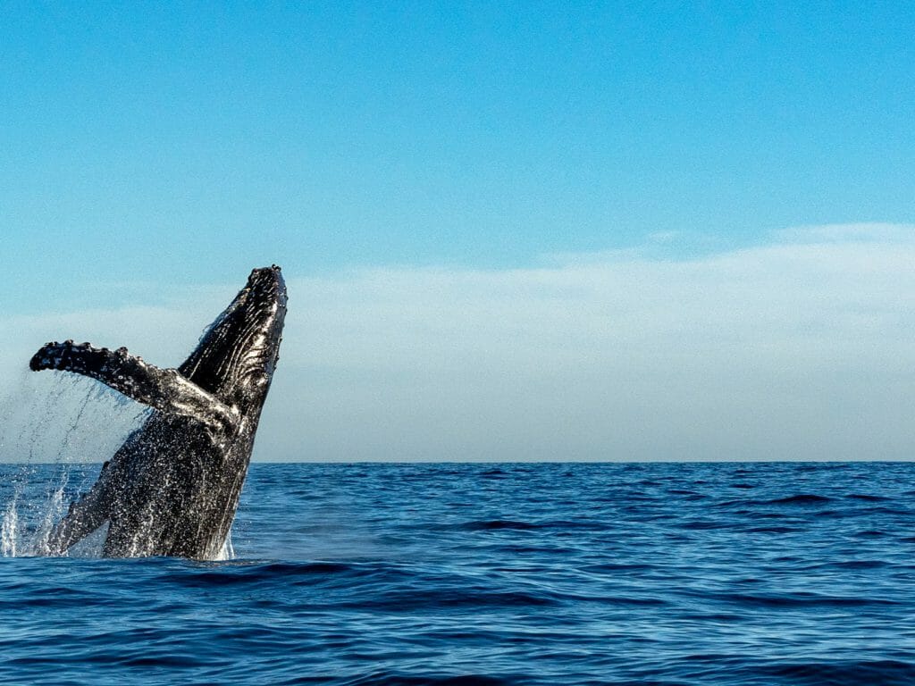 Humpback Whale, Baja California, Mexico