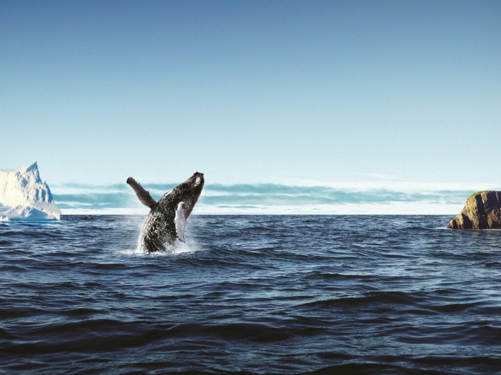Humpback Whale, Canadian Arctic