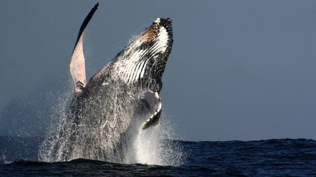 Humpback Whale, Hermanus, Western Cape, South Africa