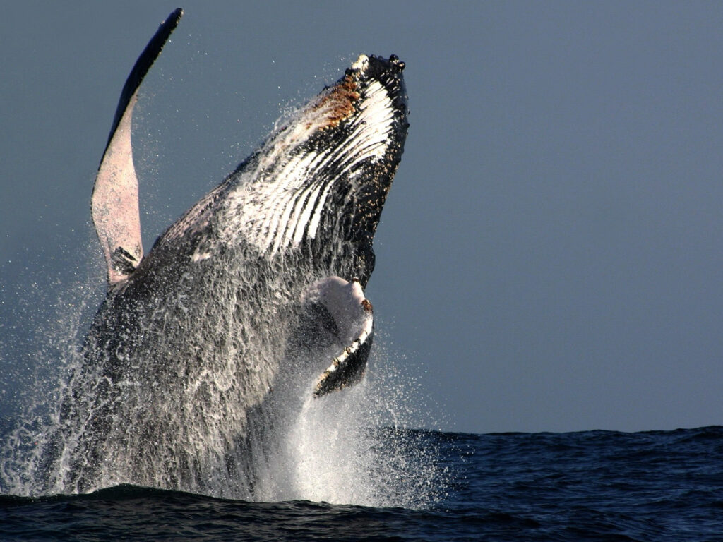 Humpback Whale, Hermanus, Western Cape, South Africa