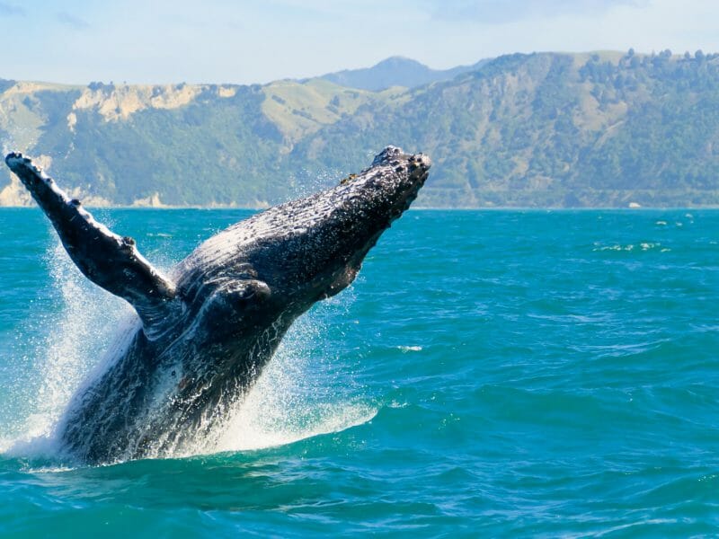 Humpback Whale, Kaikoura, New Zealand