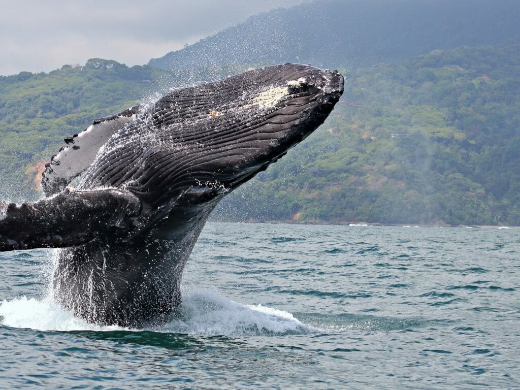 Humpback Whale, Marino Ballena National Park, Costa Rica