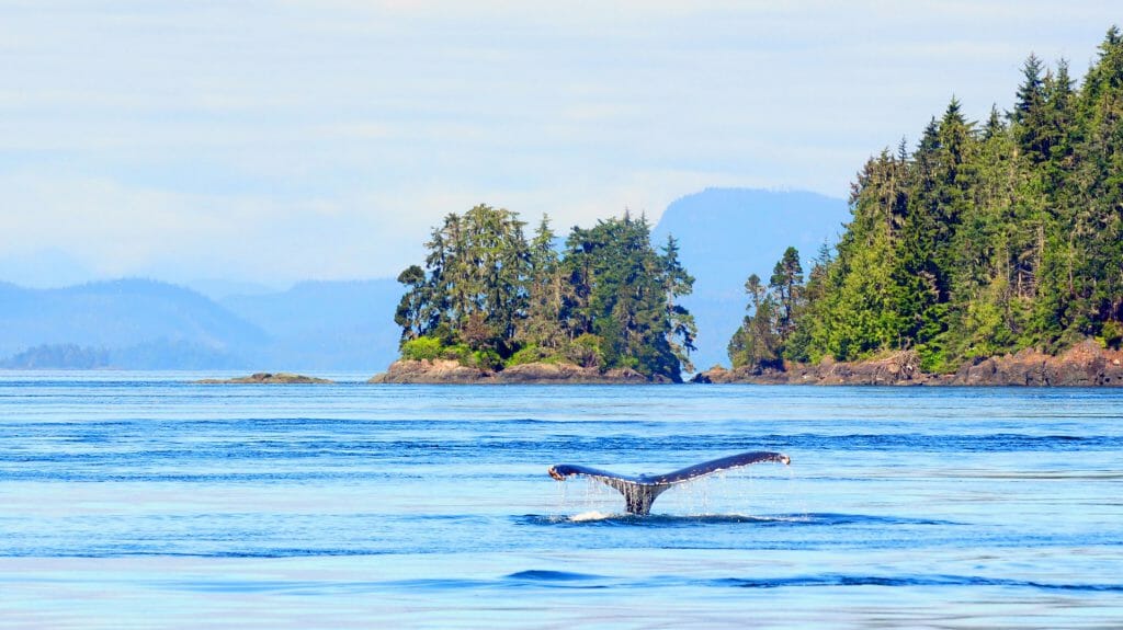 Humpback whale near Vancouver Island, British Columbia, Canada