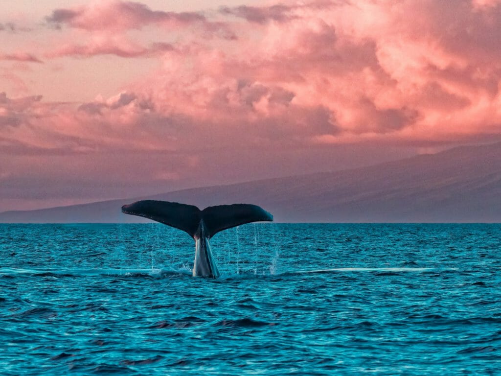 Humpback Whale, Maui, Hawaii, USA