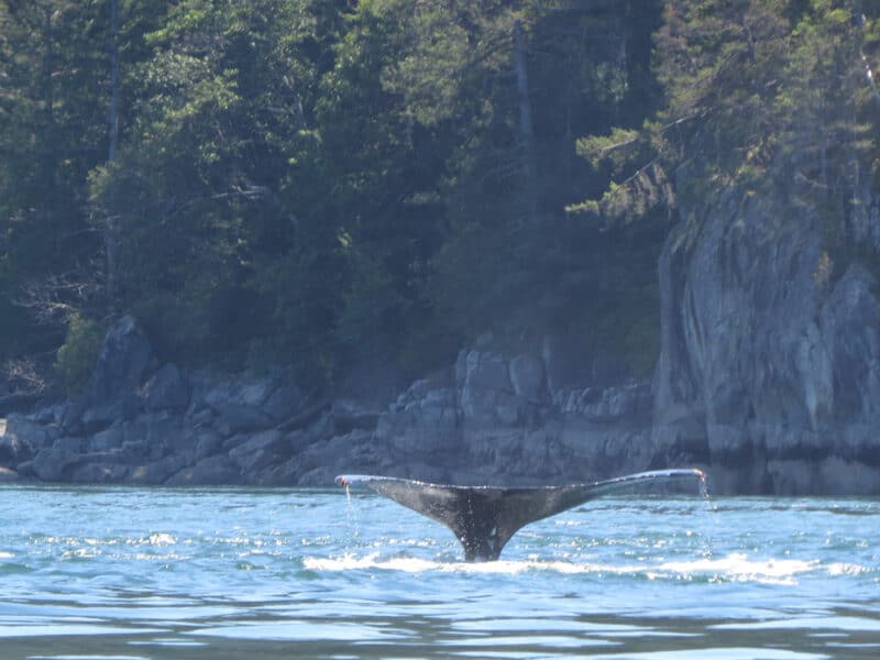 humpback whale tail