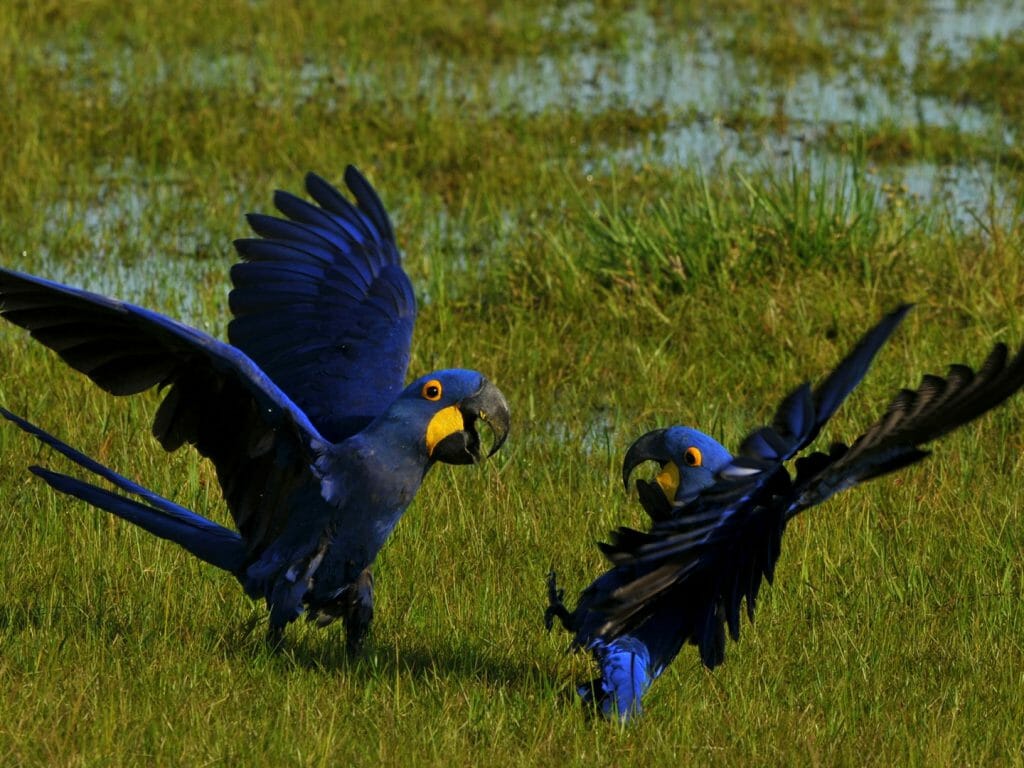 Hyacinth macaw, Pantanal, Brazil