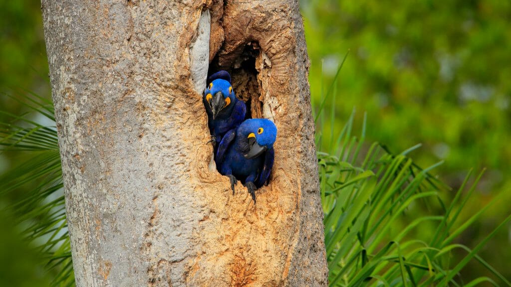 Hyacinth Macaw, Pantanal, Brazil