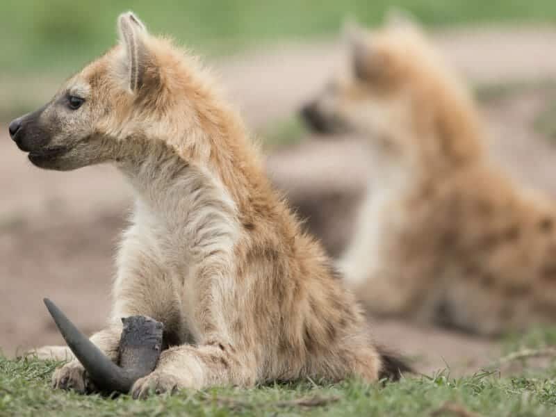 Liuwa Plains, Zambia