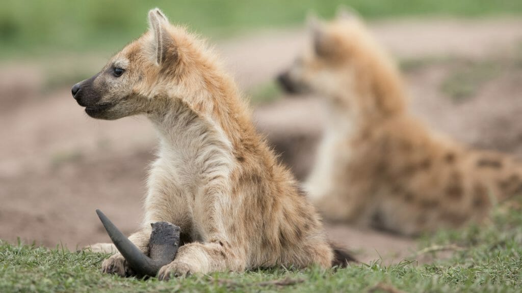 Liuwa Plains, Zambia