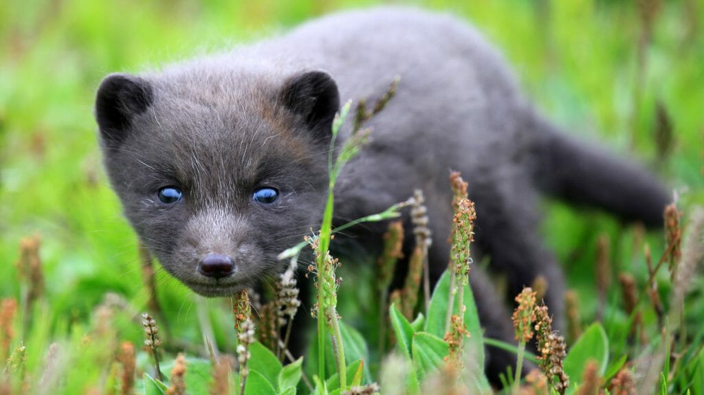 Icelandic fox, Iceland