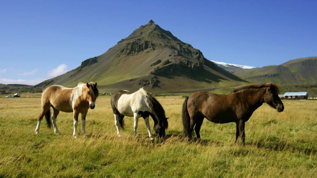 Icelandic Horses, Mountain Stapafell, Snaefellsnes, Iceland